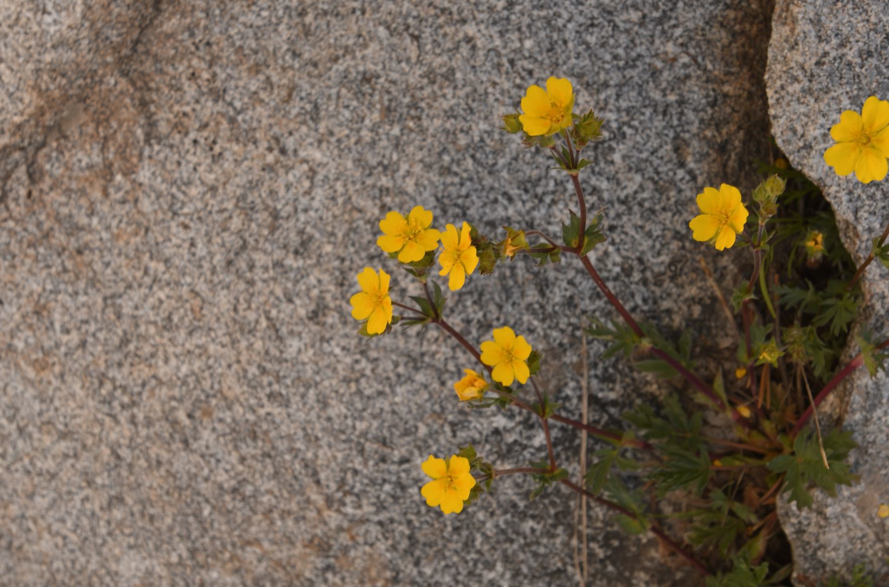 Spring Flowers